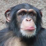 Hausaffe