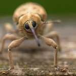 acorn.weevil