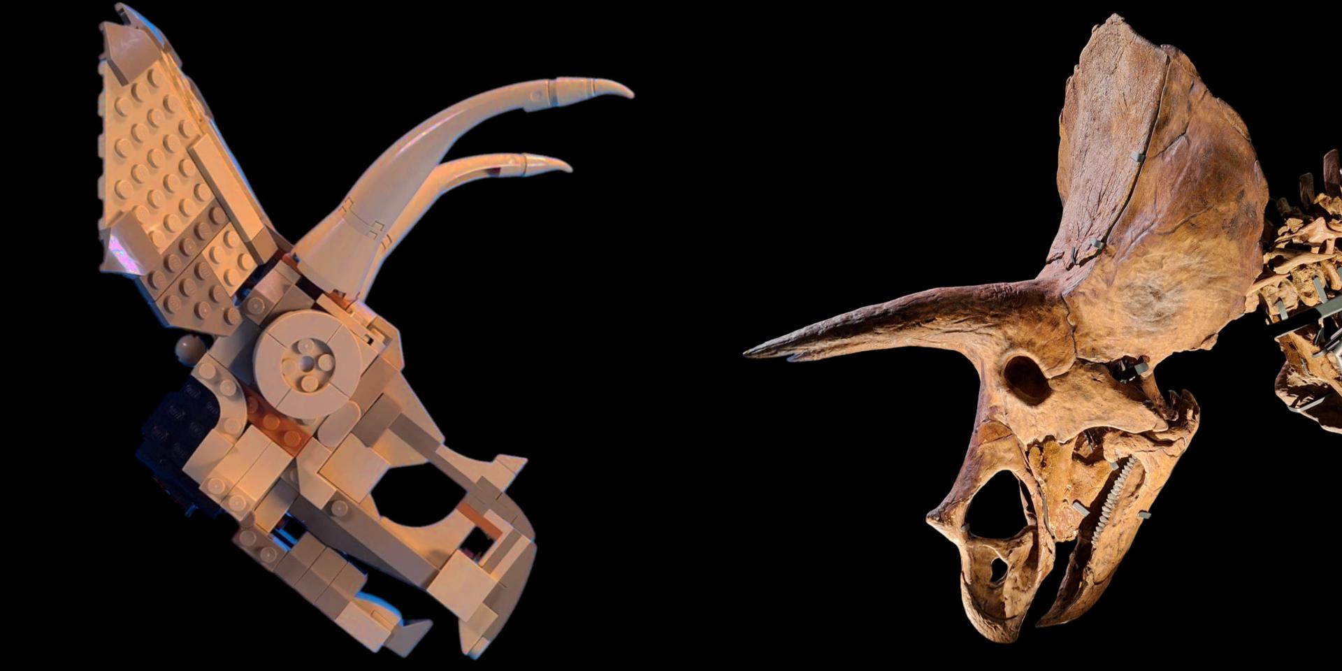 Review: 76969-1 - Dinosaur Fossils: Triceratops Skull
