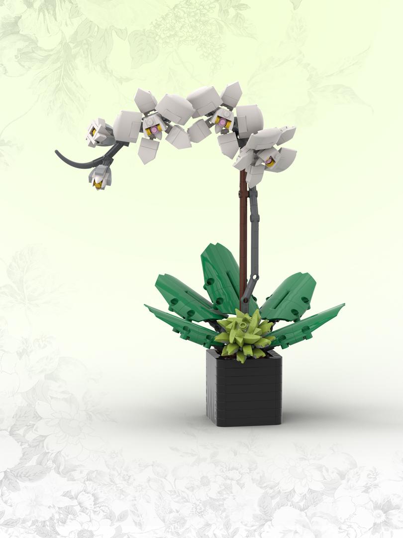 White Orchid (BT001)