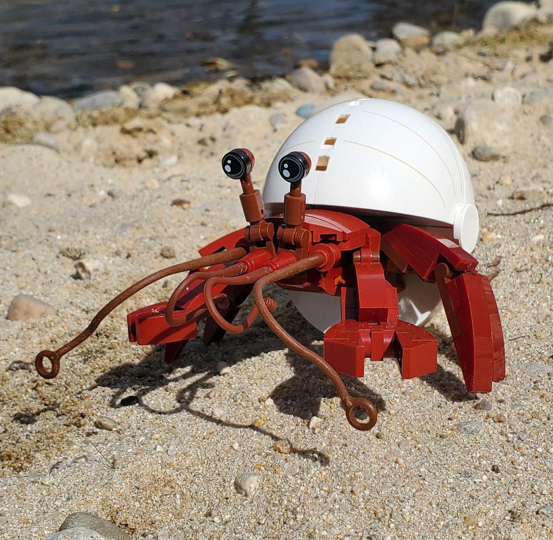 Hermit Crab