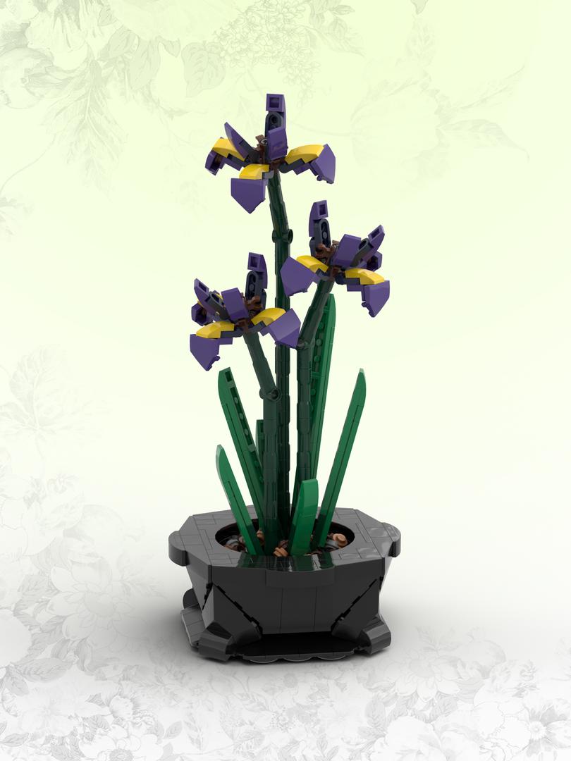 Siberian Iris (BT025)