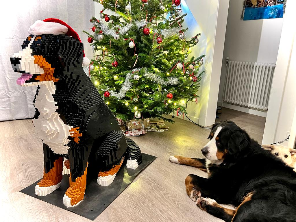 Large Bernese Mountain Dog