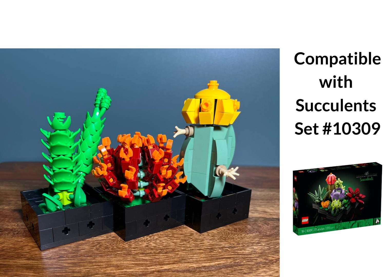 Succulent Trio: Crassula and Cacti