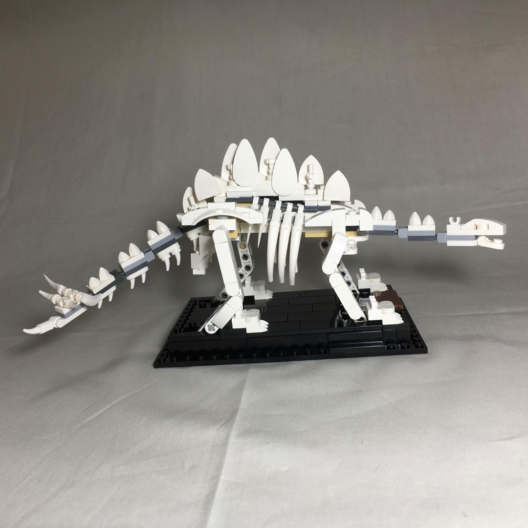 Stegosaurus Fossil