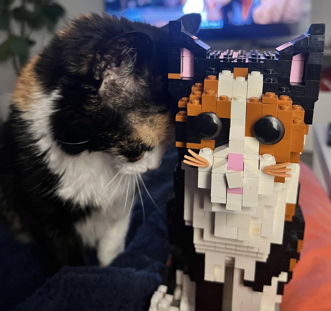 Cat Calico sitting (life-sized)