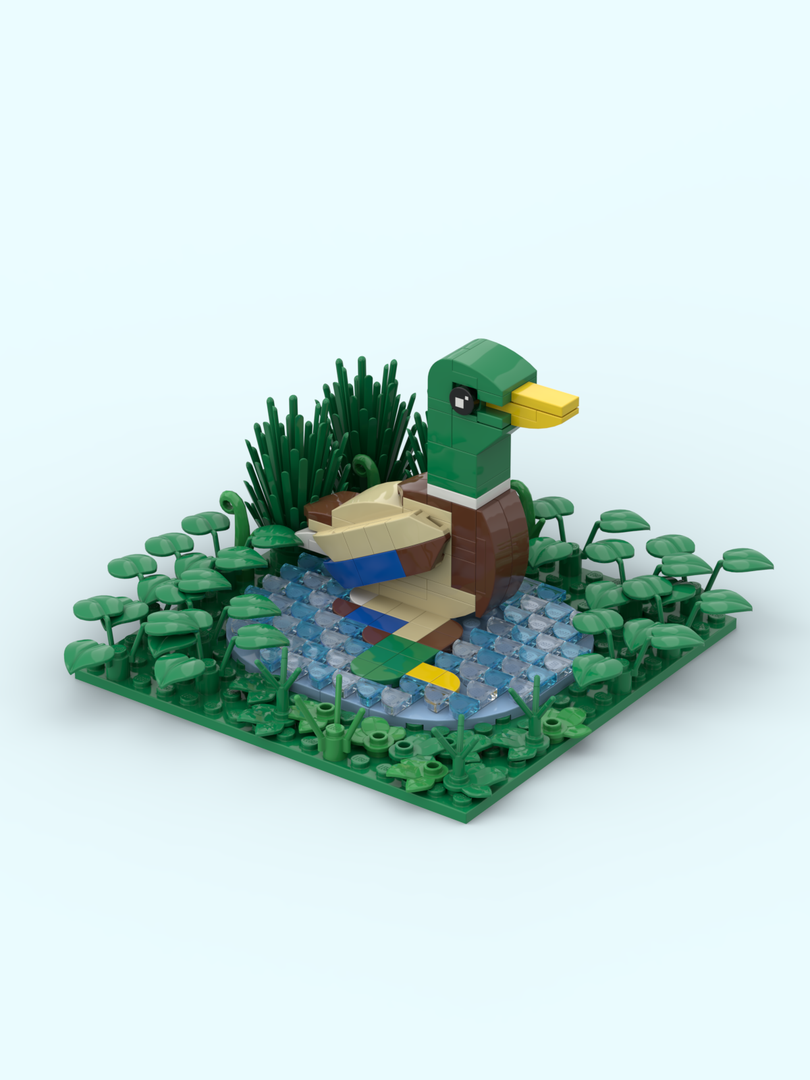 Mallard reflecting on water