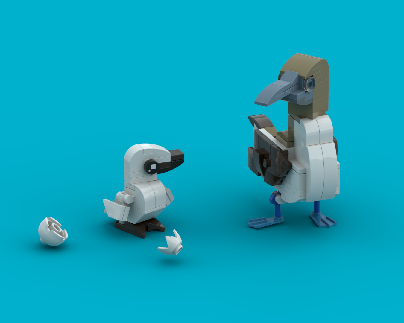 Blue-footed booby with flea (sula nebouxii)