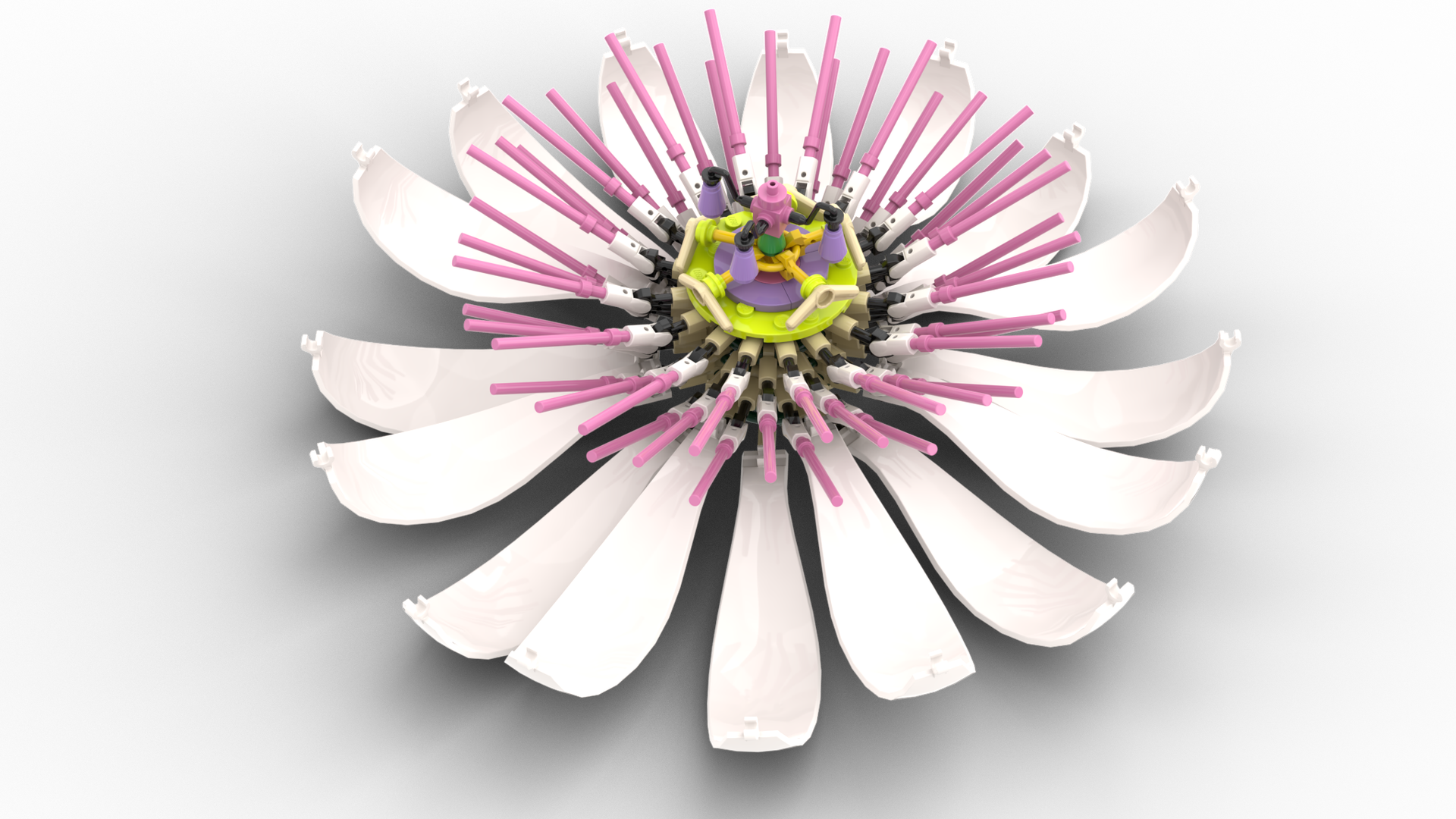 Passion Flower Passiflora