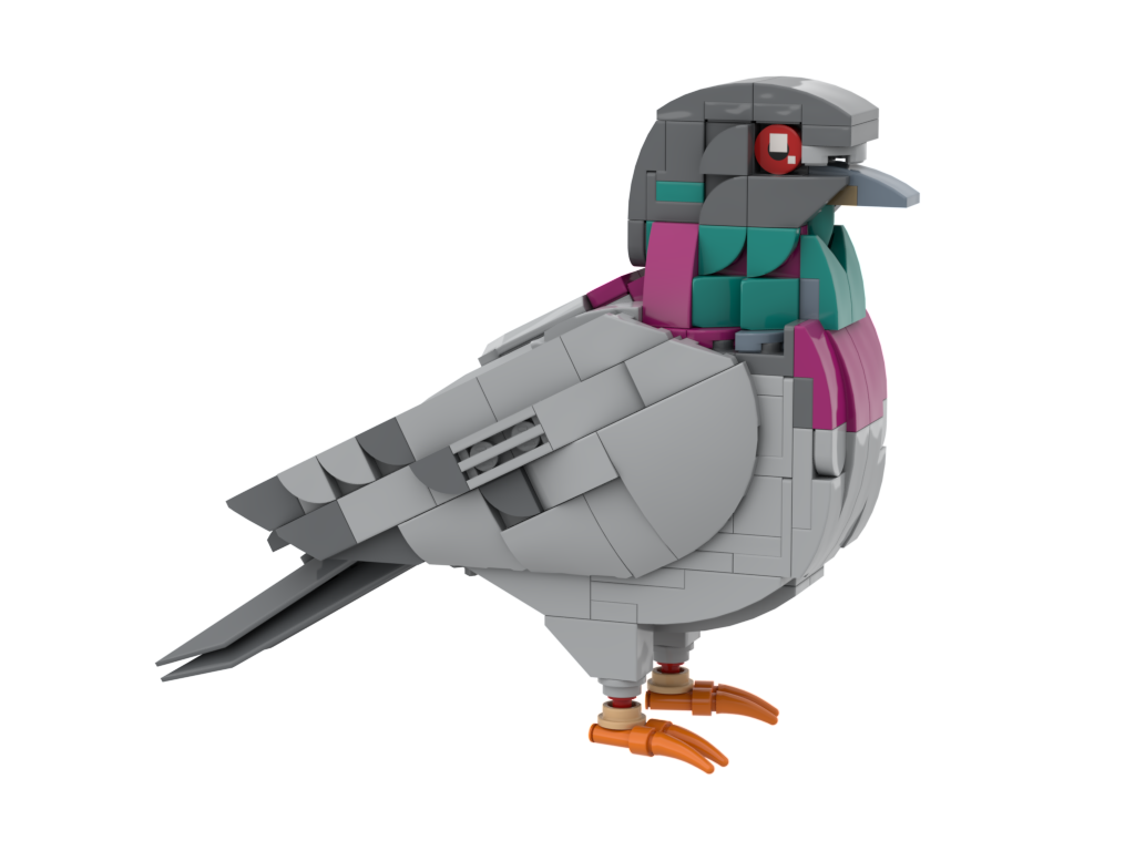 Feral Pigeon