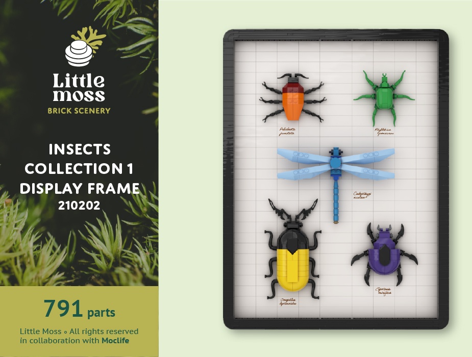 Insects Collection 1 - Display Frame