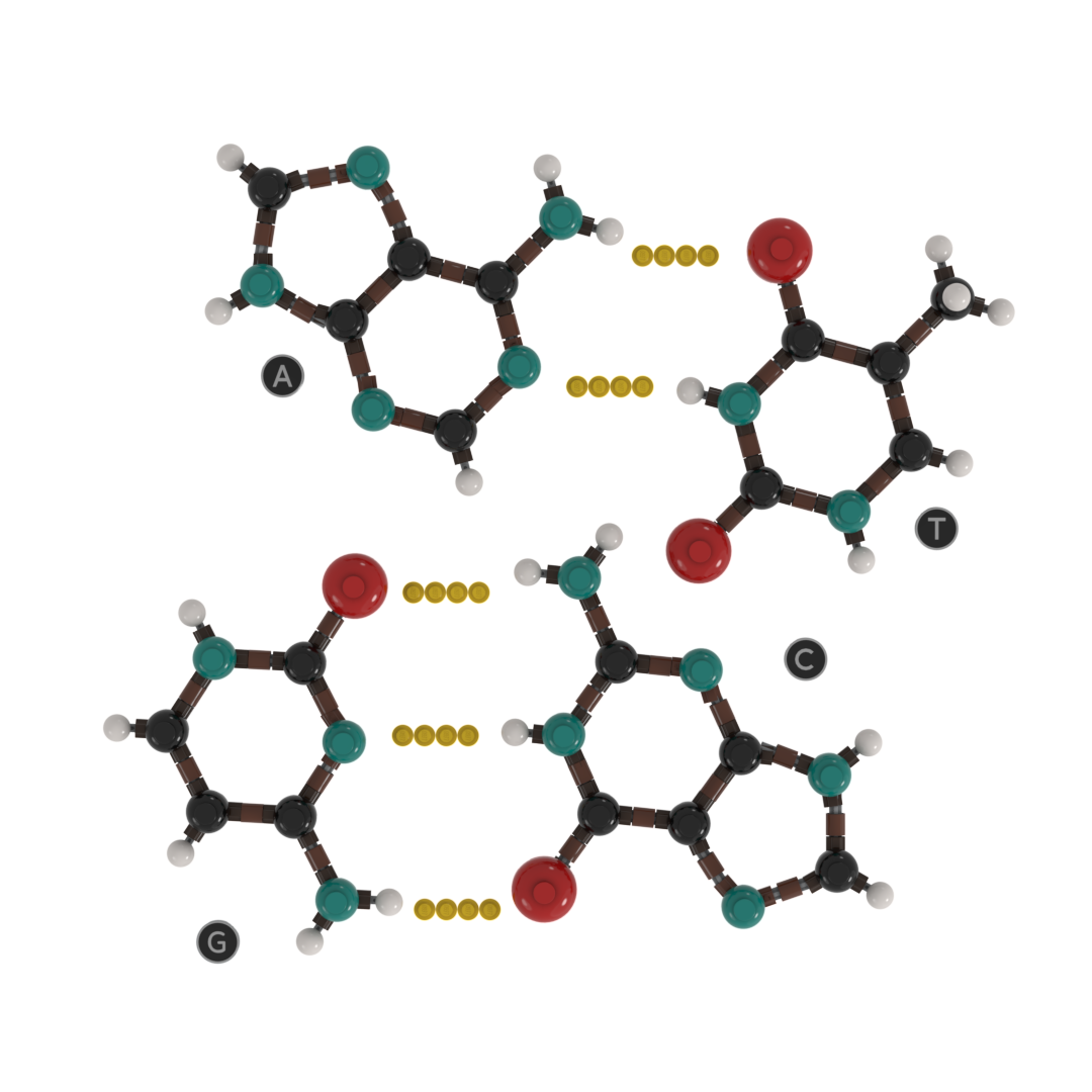Chemistry - DNA base pairs