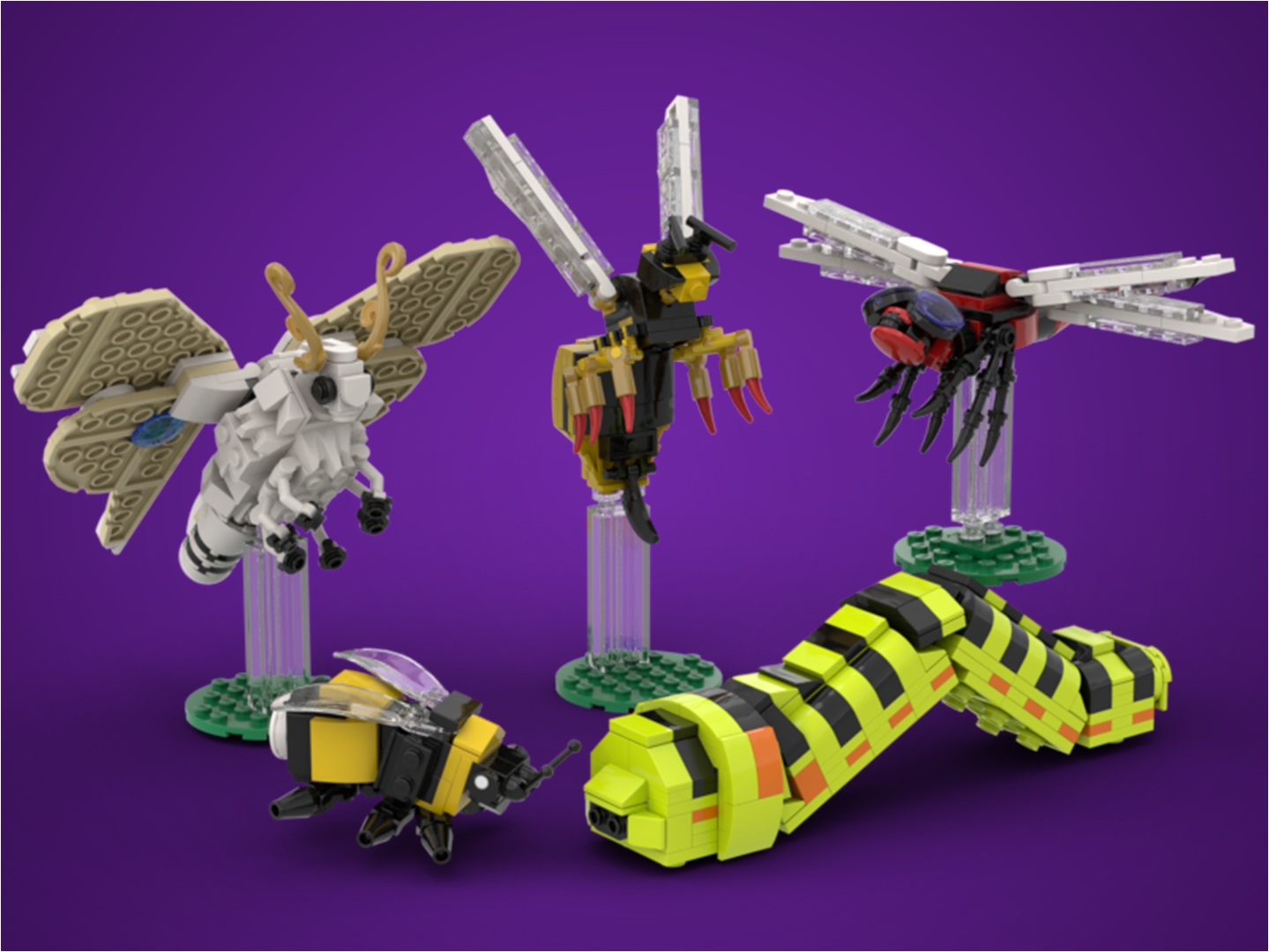 Insect Collection
