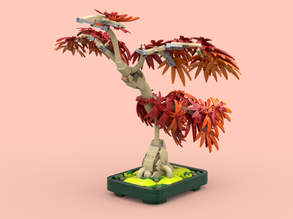 Japanese Maple Phoenix