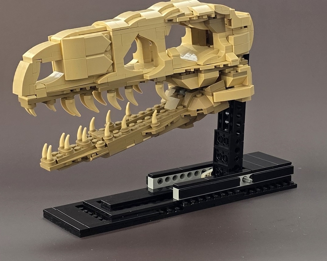 Velociraptor Fossil Skull (True Scale)