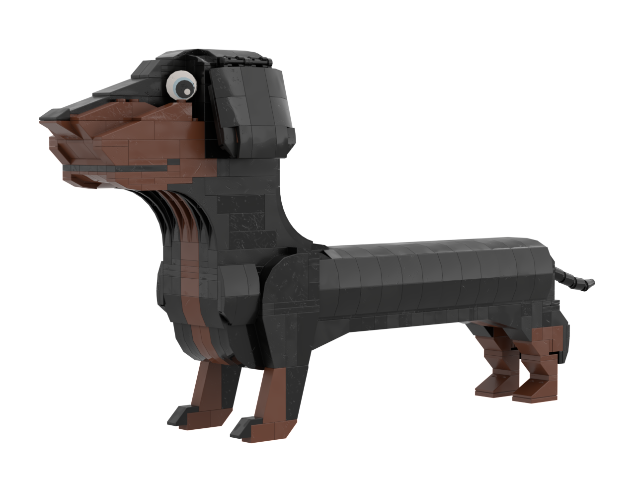 Dachshund