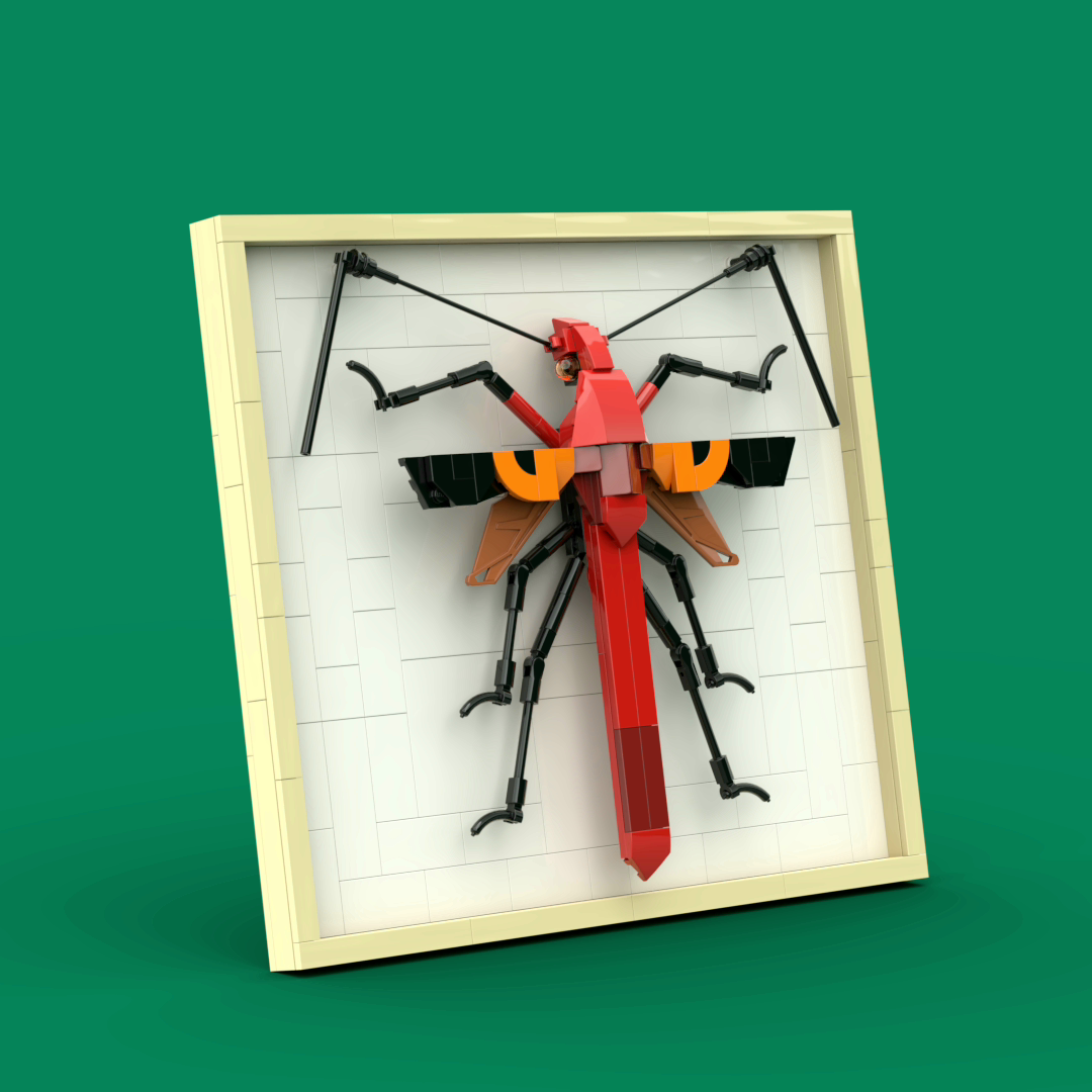 Macrocheraia grandis