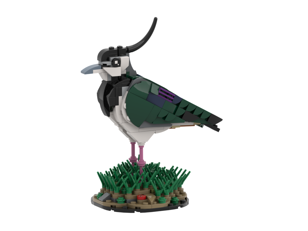 Northern Lapwing