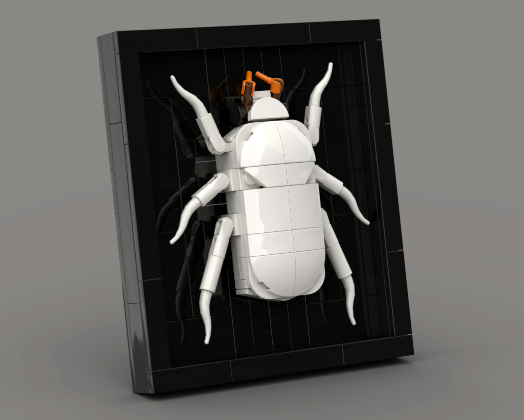 Cyphochilus insulanus