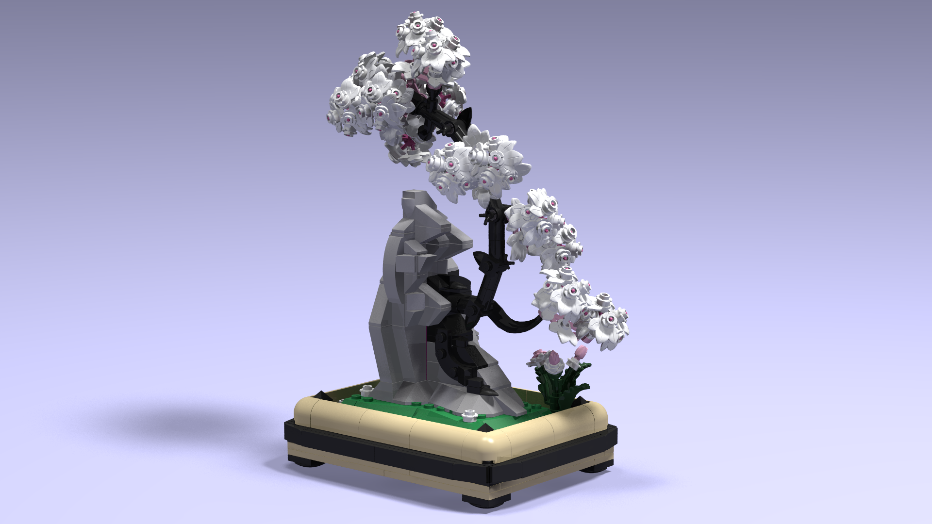 Sakura black bonsai on a rock