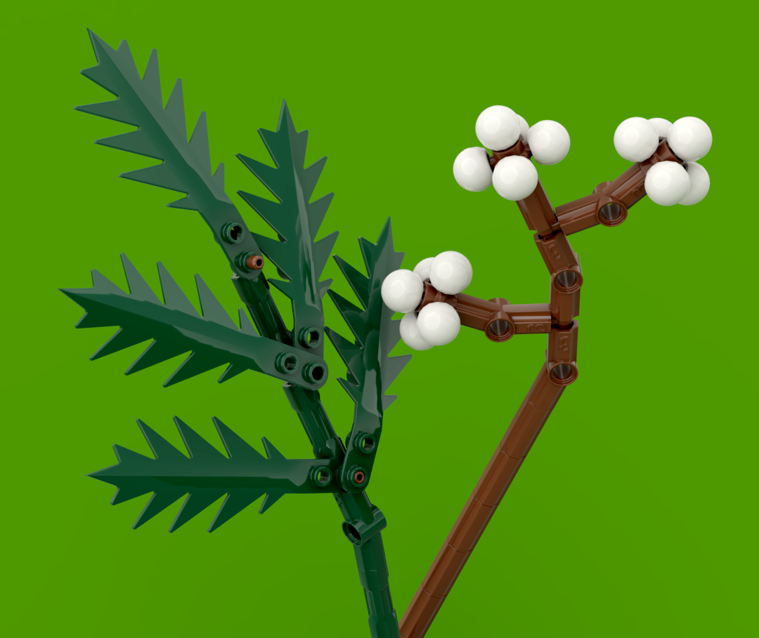 Fern &amp; Tallowberries