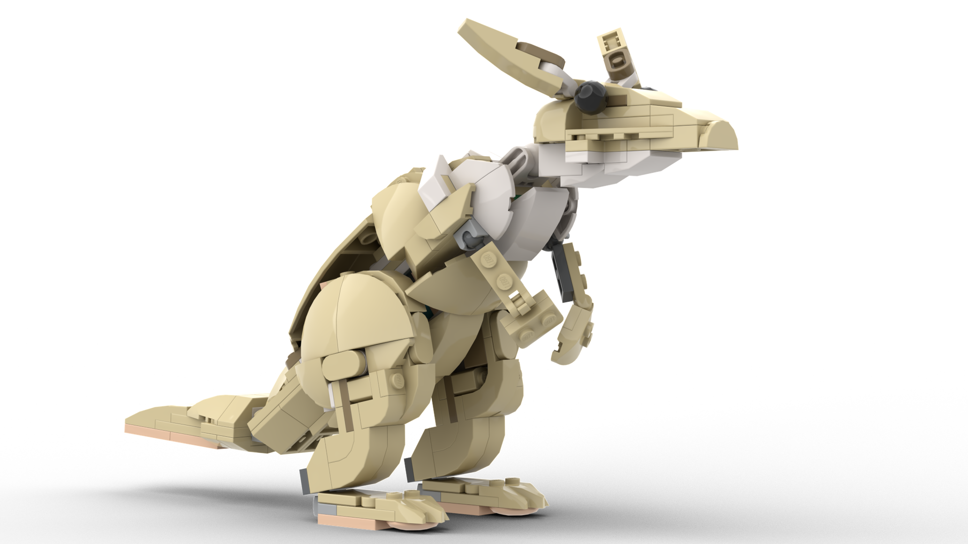 The Australian Kangaroo