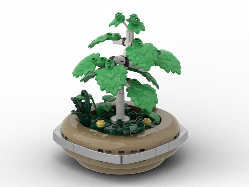 Bonsai - Silver Birch