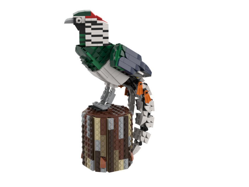 Lady Amherst's Pheasant