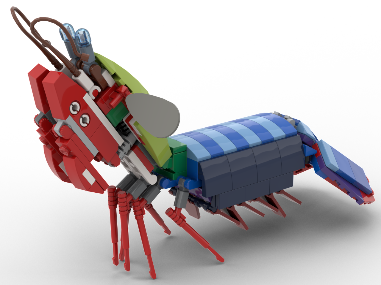 Peacock Mantis Shrimp