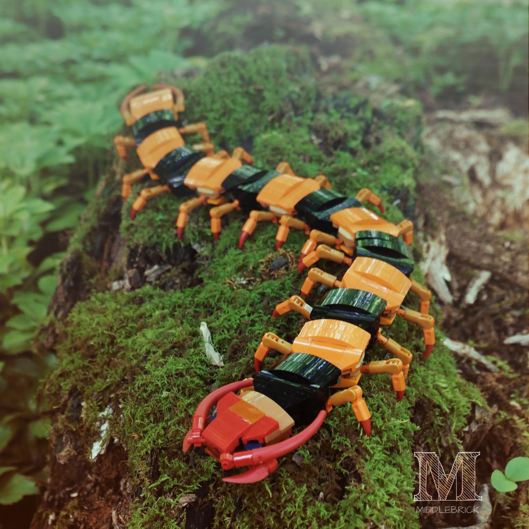 Scalopendra Hardwickei - Tiger Centipede