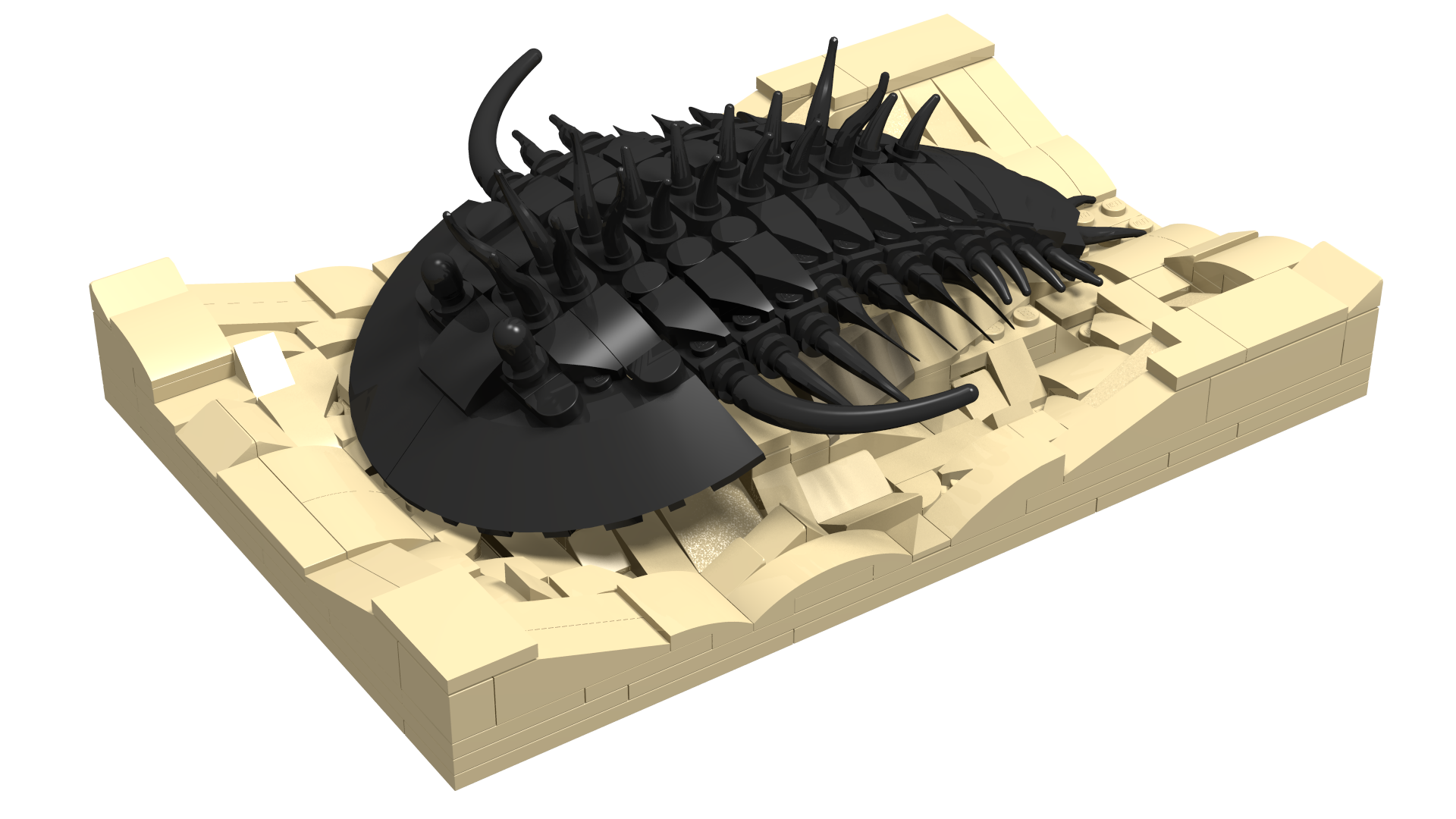 Articulated Trilobite Fossil