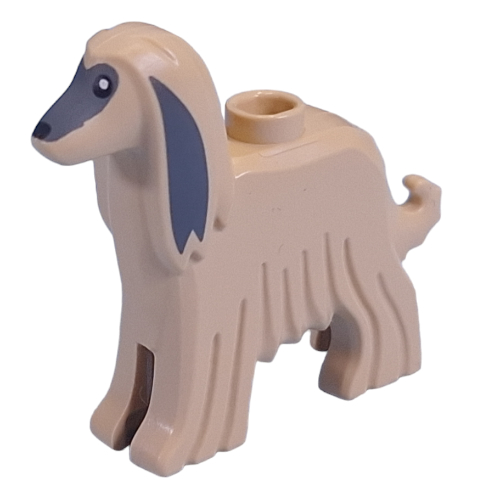 Animal, Dog Afghan Hound with Dark Bluish Grey Noes, Ears print