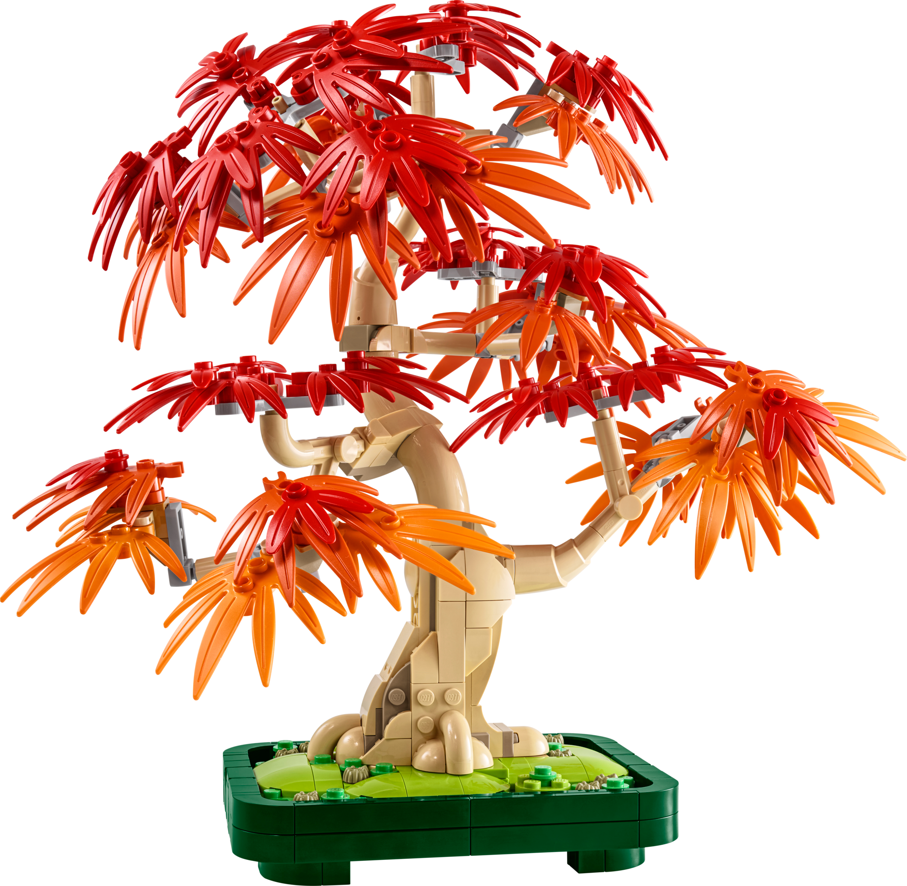 Japanese Red Maple Bonsai Tree
