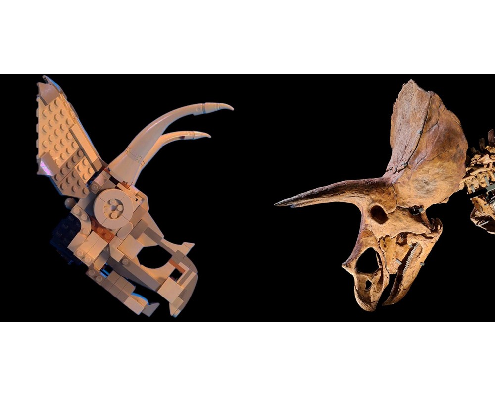 ３個で！トリニティー スカル TRINITY SKULL Amazon.com: 2 in 1 Dinosaur Skull Fossils Building Set: T