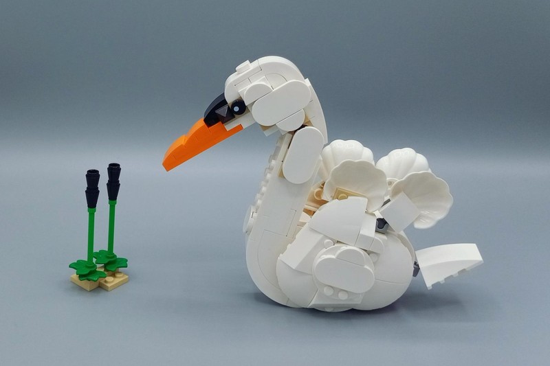 Swan
