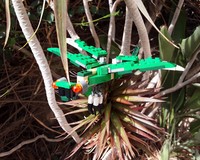 31058 - Dragonfly