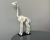 Giraffe skeleton