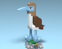 11041 Blue Footed Booby