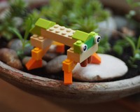 Rainforest creature