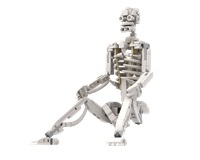 Human skeleton