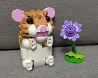 Surprised Hamster