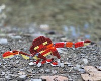 Spinosaurus mirabilis (Minifigure scale)