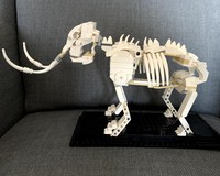 Mammoth fossil