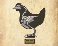 Domestic Chicken