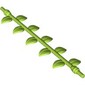 Plant, Vine with Leaves, 16L