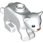 Animal, Cat / Cub with Pink Nose Print
