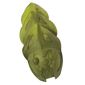 Large Figure Accessory, Rahkshi Kraata Stage 4 with Marbled Lime Tail Pattern