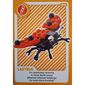 Trading Card, Create the World Living Amazingly - LadyBug