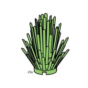 Bush