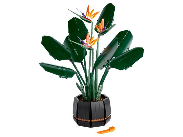 Bird of Paradise